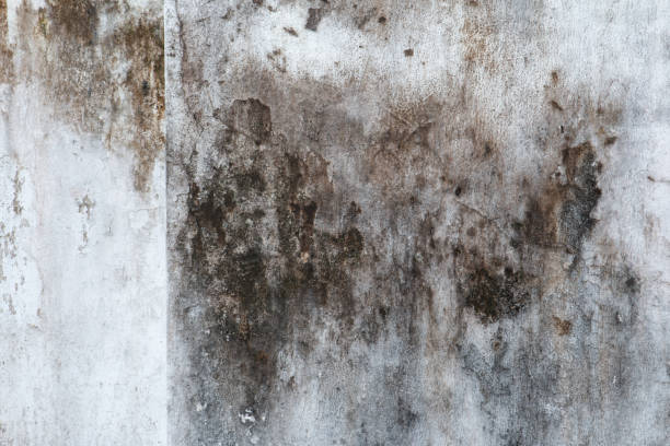 Best Black Mold Removal  in Greenville, FL