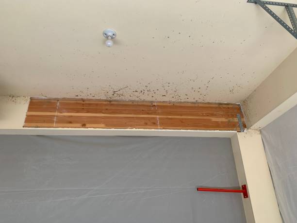 Best Attic Mold Removal  in Greenville, FL