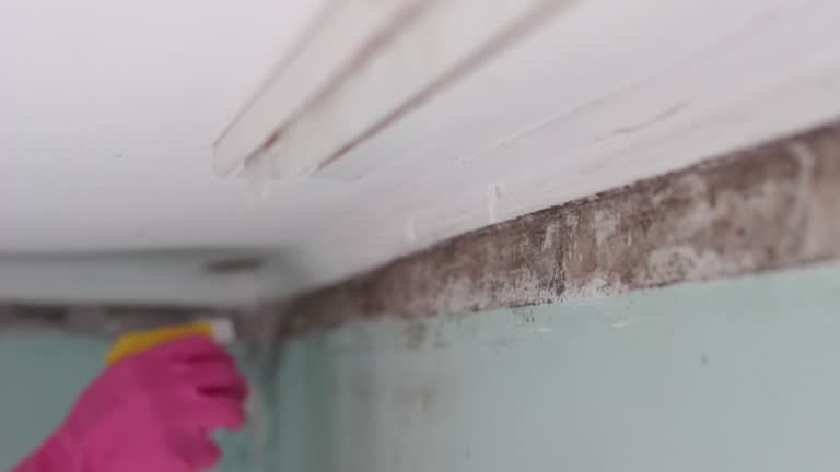 Professional Mold Removal in Greenville, FL